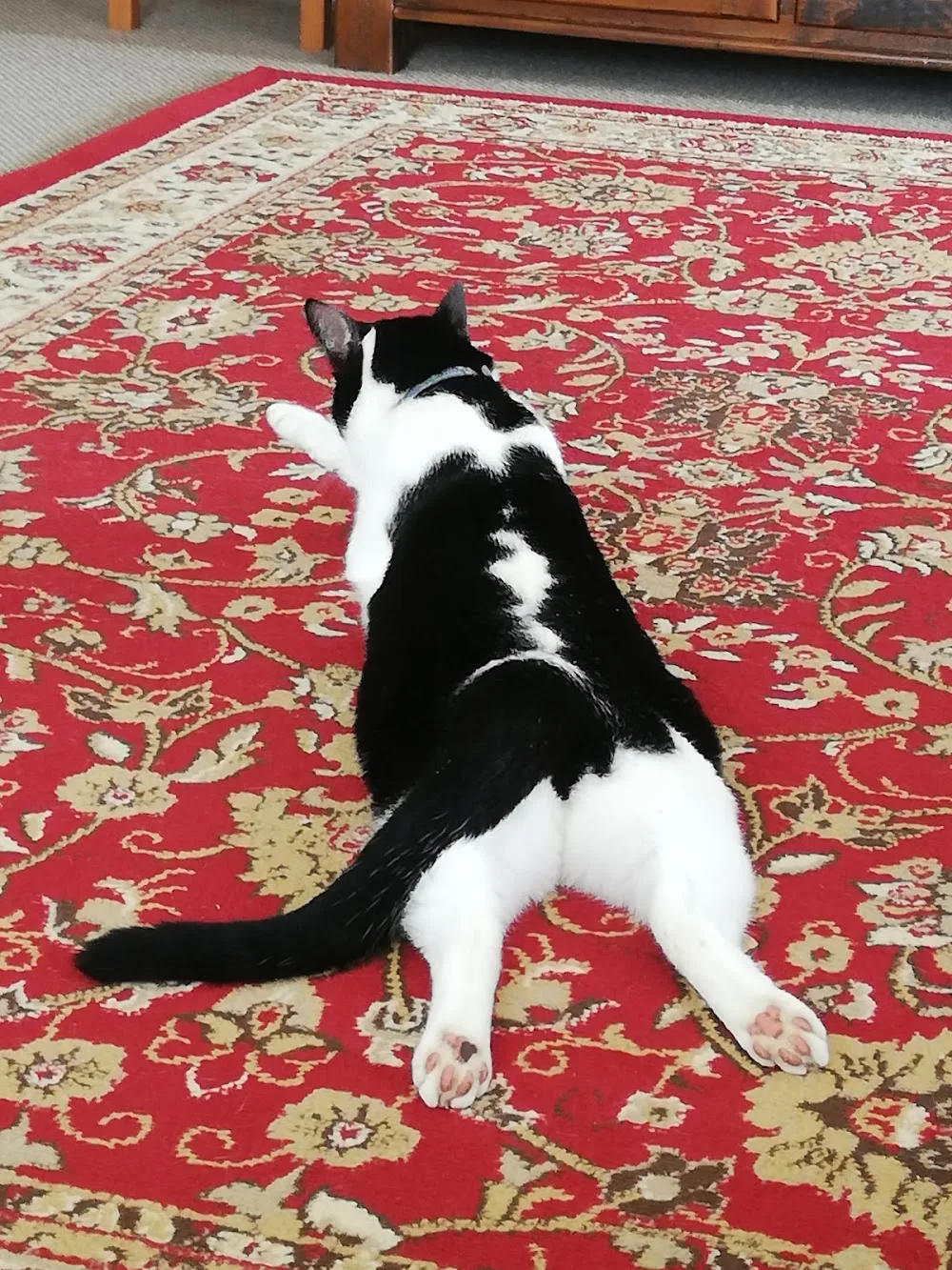 Magnolia Cattery - Northland pet otel