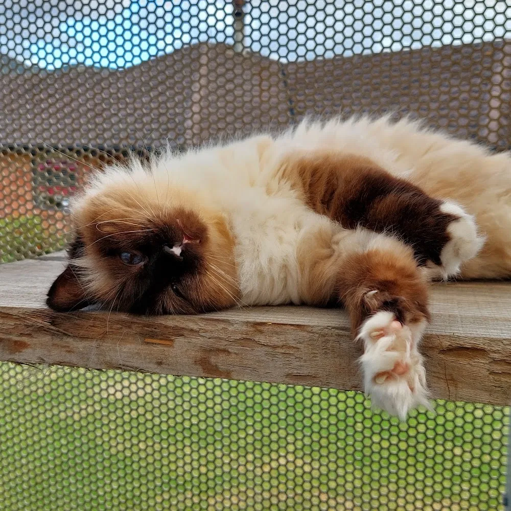 Precious Gems Boarding Cattery - Northland pet otel görseli 3