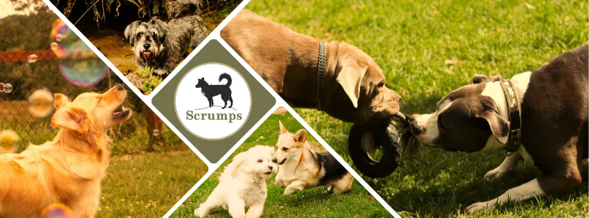 Scrumps Canine Daycare & Boarding - Northland pet otel