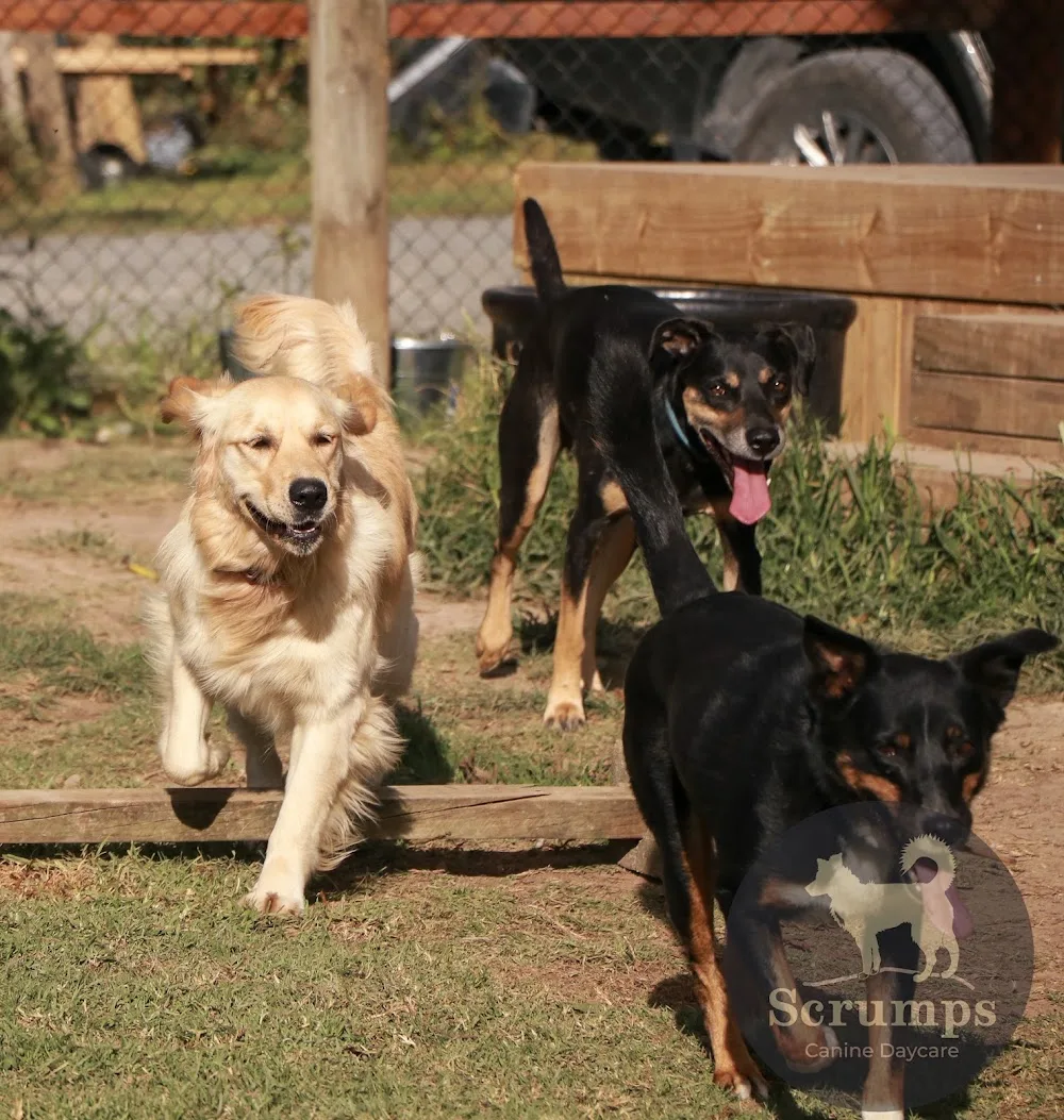 Scrumps Canine Daycare & Boarding - Northland pet otel görseli 3