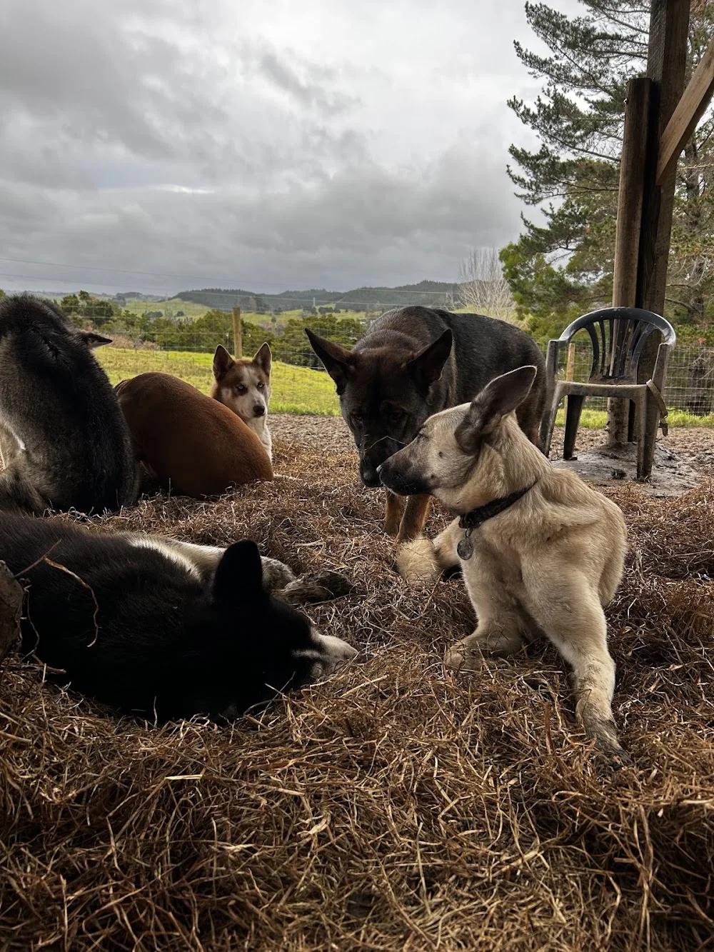 Smart Dog Kennel and Training - Northland pet otel