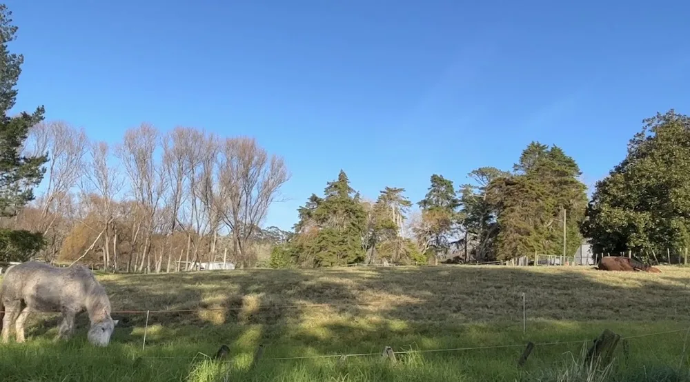 Woodfall Boarding Kennels and Cattery - Northland pet otel görseli 2