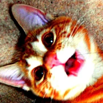 Catisfaction Cattery - Northumberland pet otel görseli 5