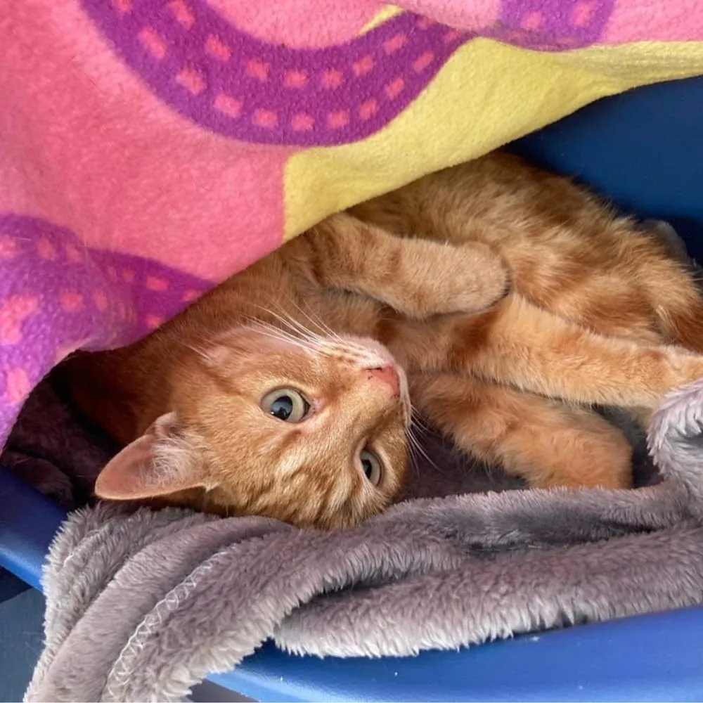 Cozy Catz - Northumberland pet otel görseli 3
