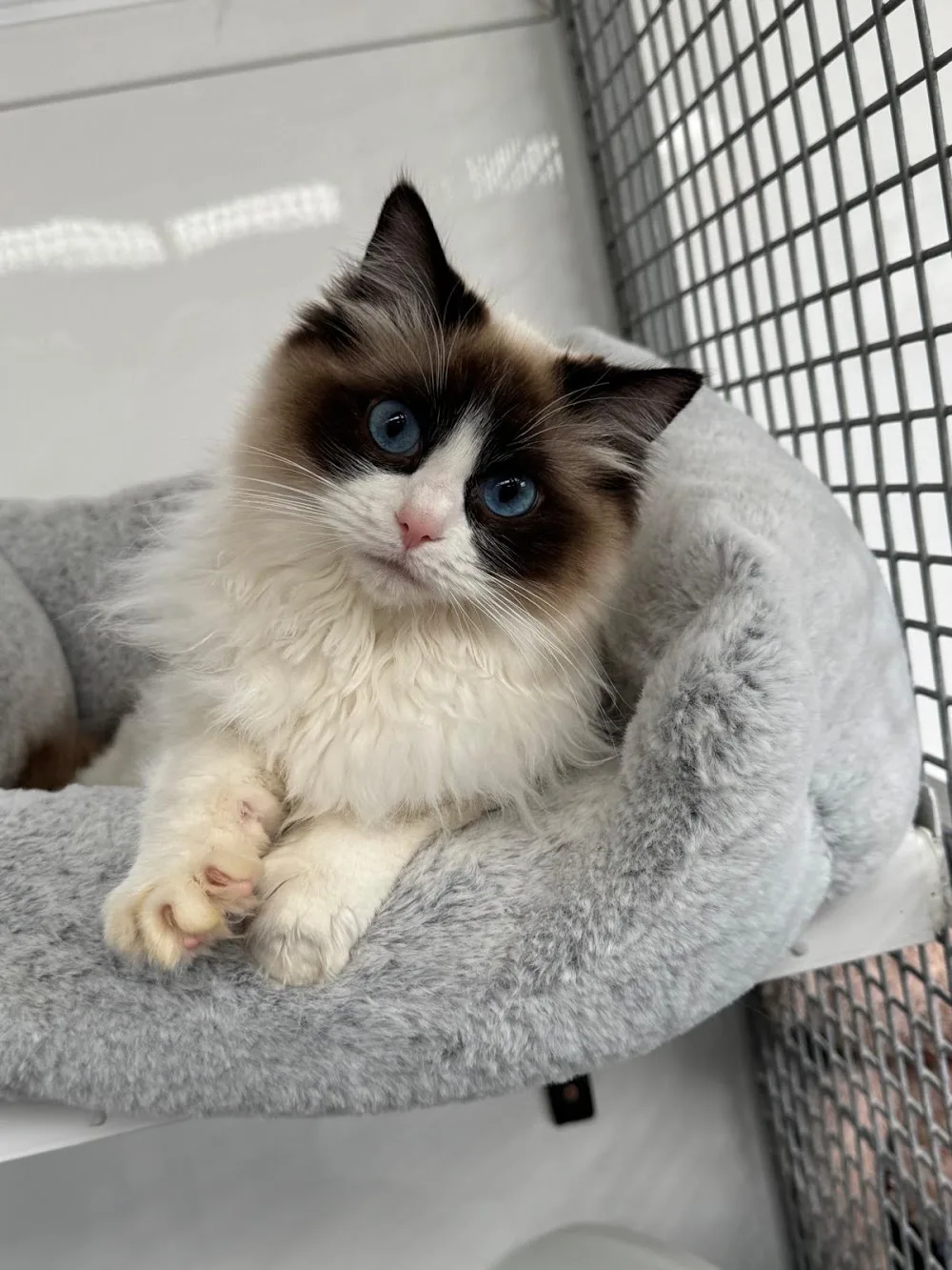 Craigshield Cattery - Northumberland pet otel