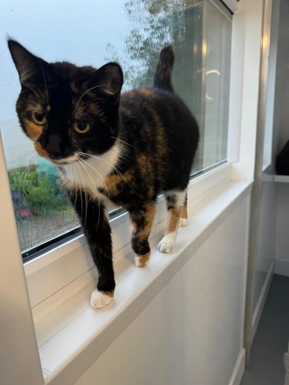 Craigshield Cattery - Northumberland pet otel görseli 3