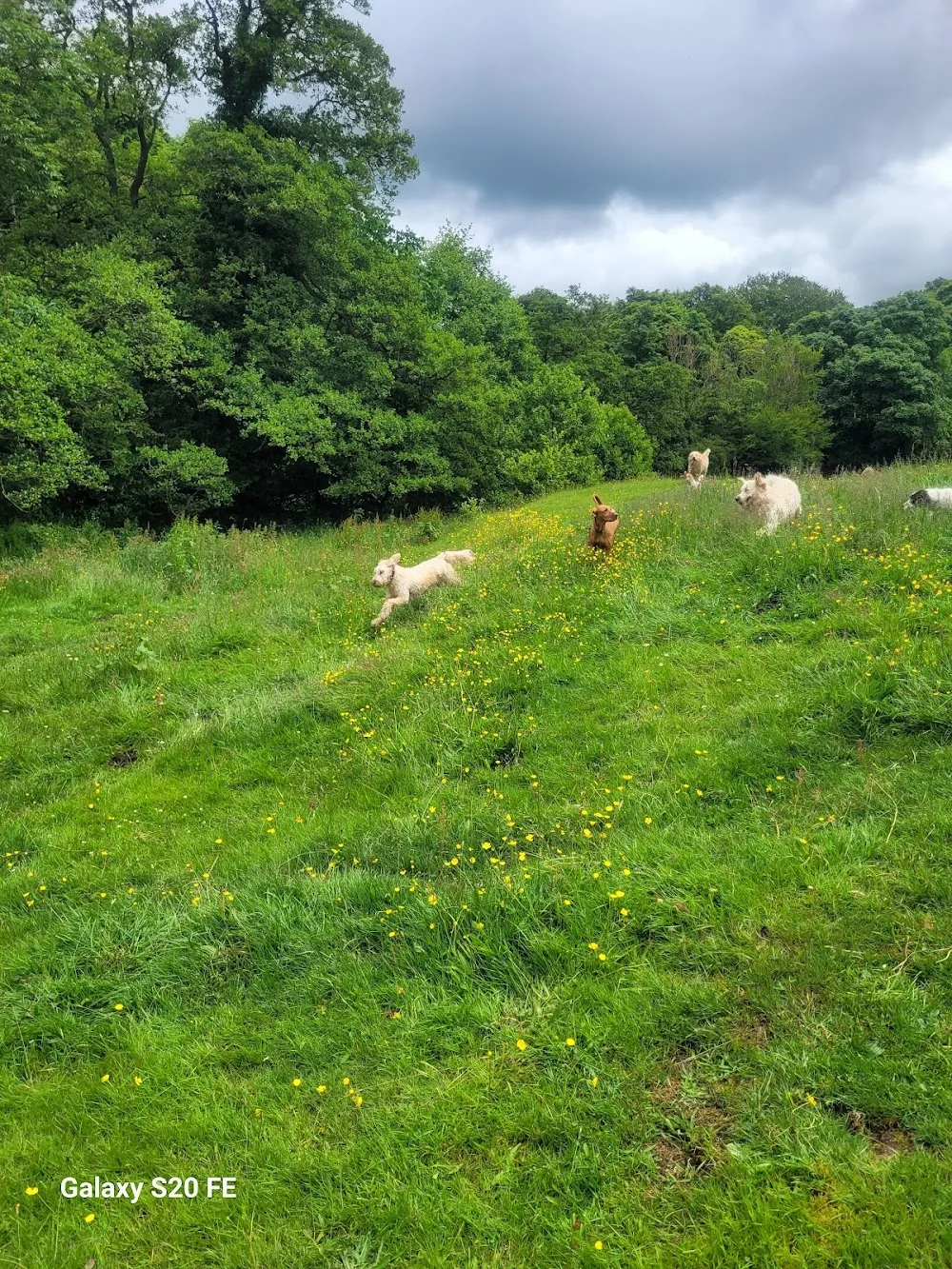 Escape 2 The Country Pet Services - Northumberland pet otel