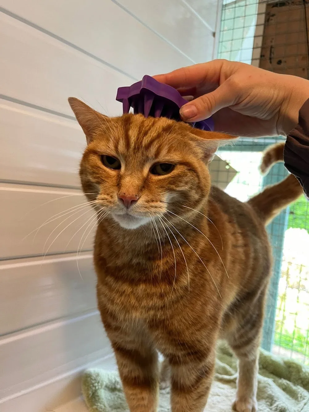 Heavensangel Cattery - Northumberland pet otel