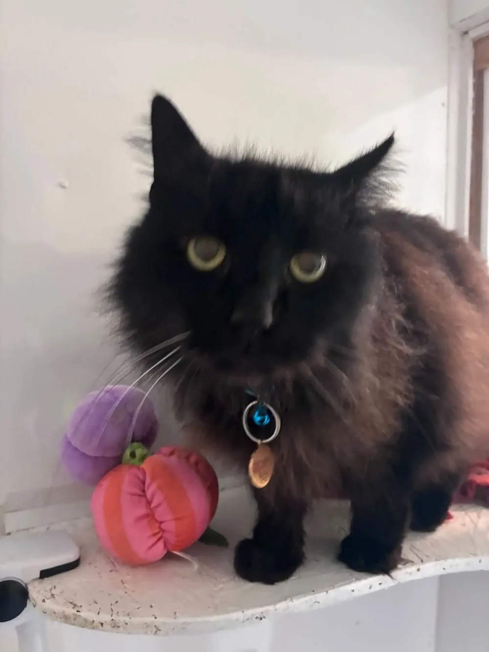 Heavensangel Cattery - Northumberland pet otel görseli 3