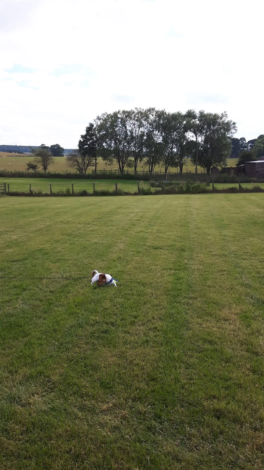 Linnbank Boarding Kennels - Northumberland pet otel