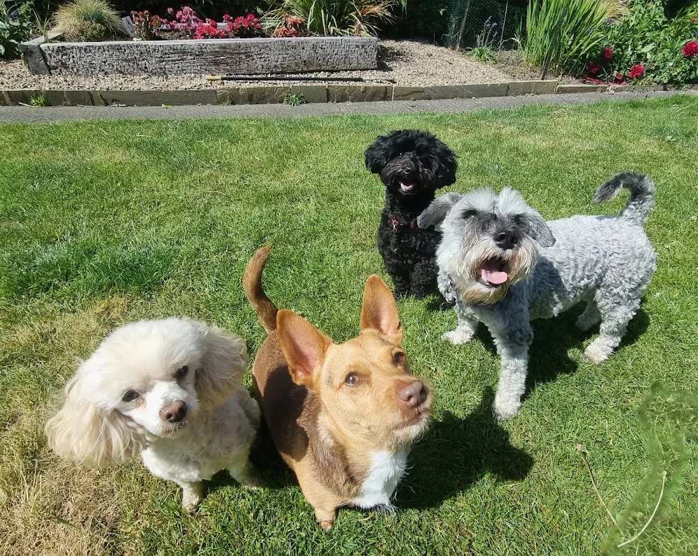 Little Barks Home Boarding - Northumberland pet otel