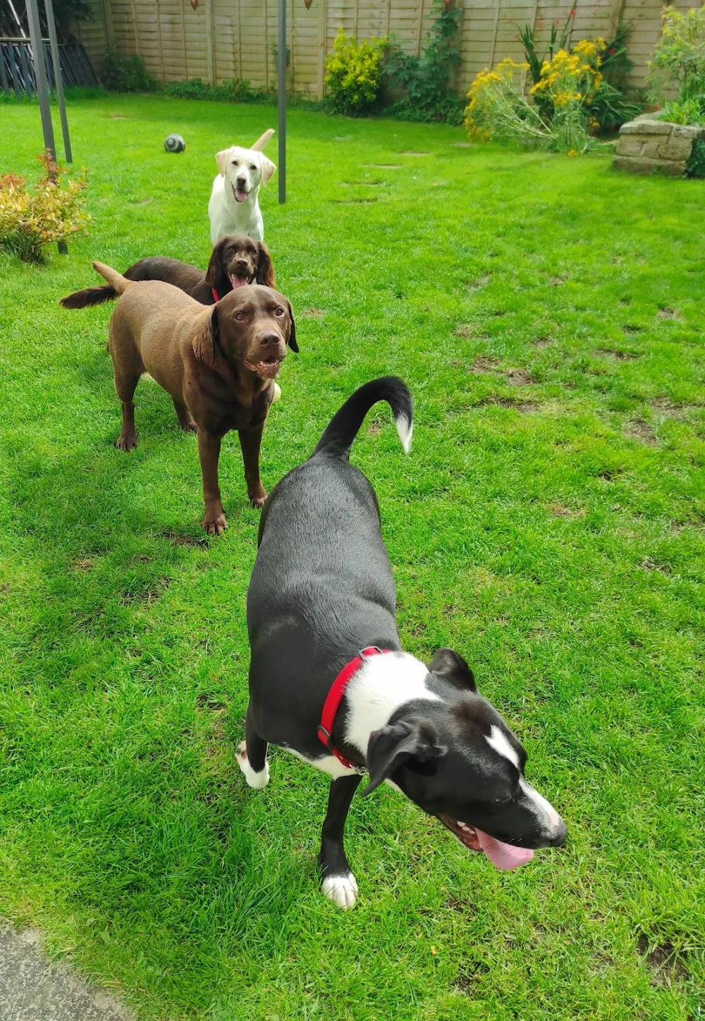 Nodding-Dogs Home Boarding & Care Services - Northumberland pet otel