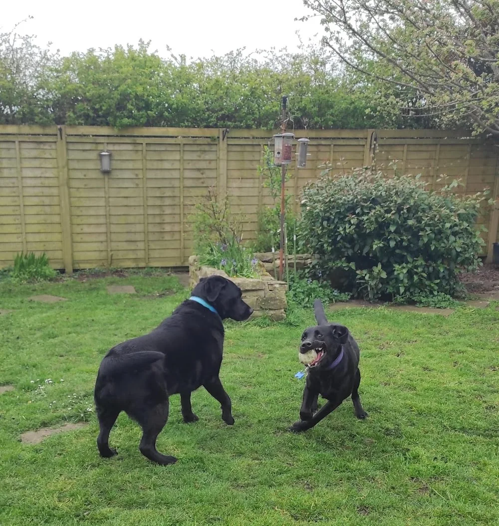 Nodding-Dogs Home Boarding & Care Services - Northumberland pet otel görseli 3