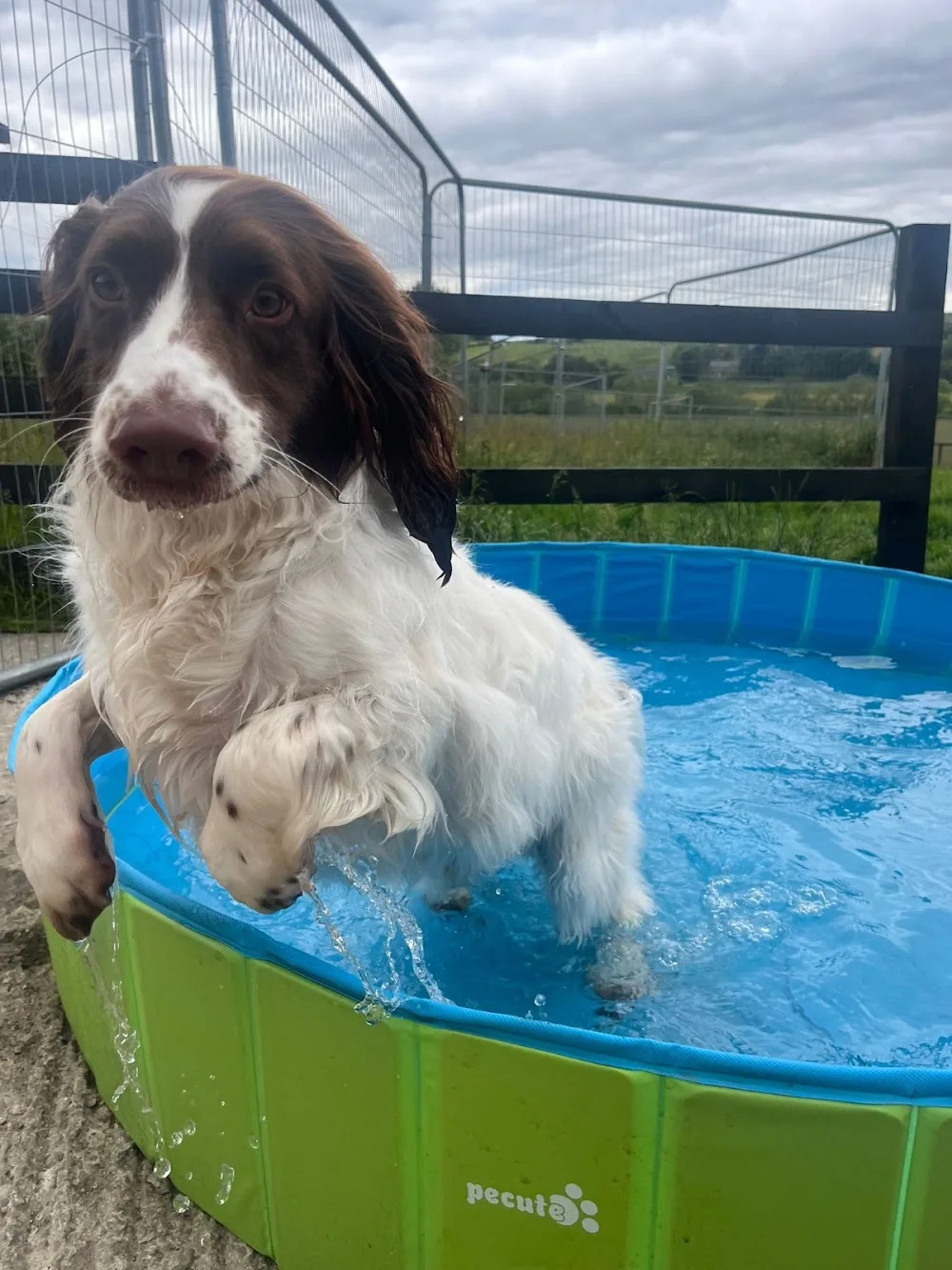 North Tyne Boarding Kennels - Northumberland pet otel