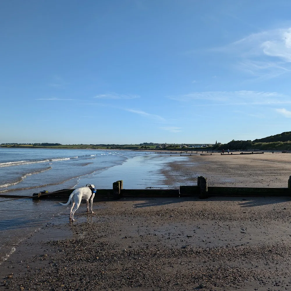 Patterson's Cottage Boarding Kennels - Northumberland pet otel görseli 4