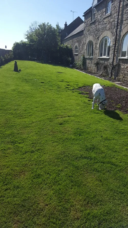 Spotti Dog Home Dog Boarding - Northumberland pet otel