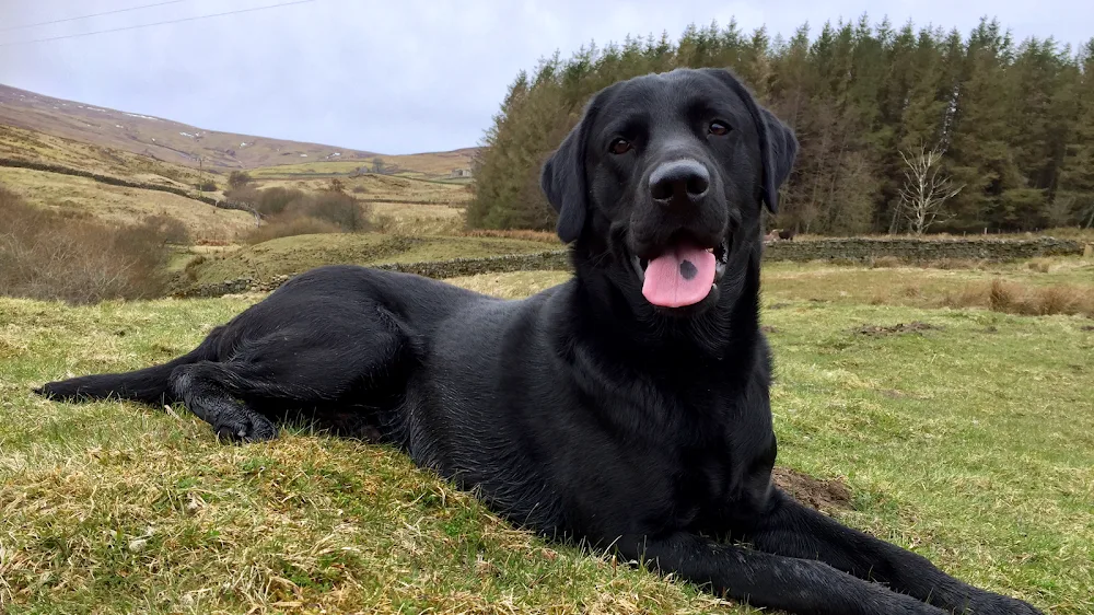 Swinhope Mill Home Boarding And Doggy Daycare - Northumberland pet otel