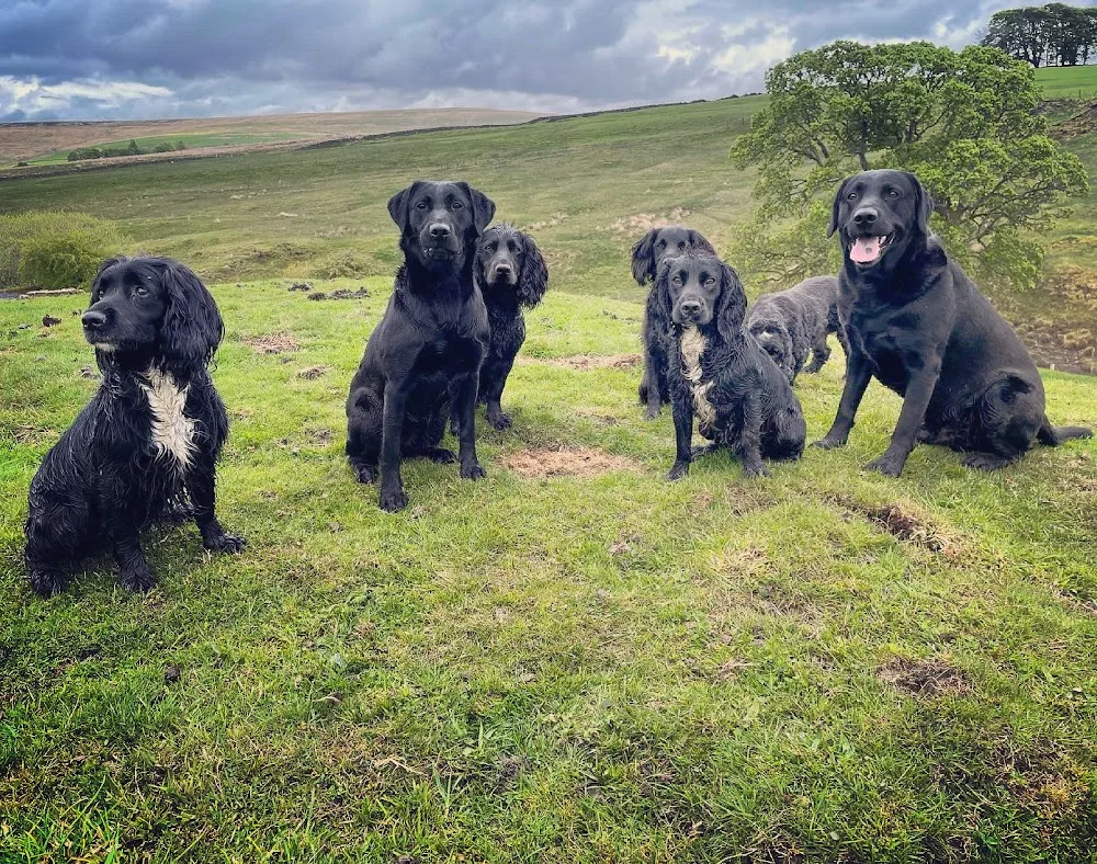 Swinhope Mill Home Boarding And Doggy Daycare - Northumberland pet otel görseli 3