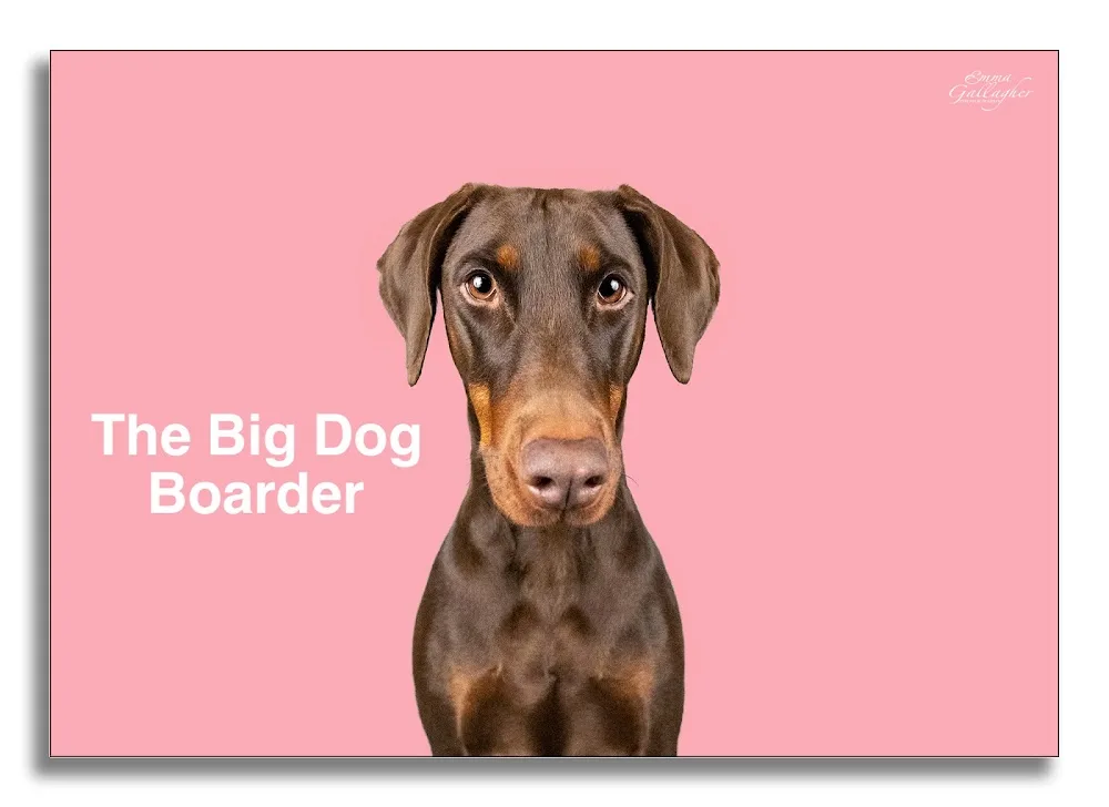 The Big Dog Boarder - Northumberland pet otel
