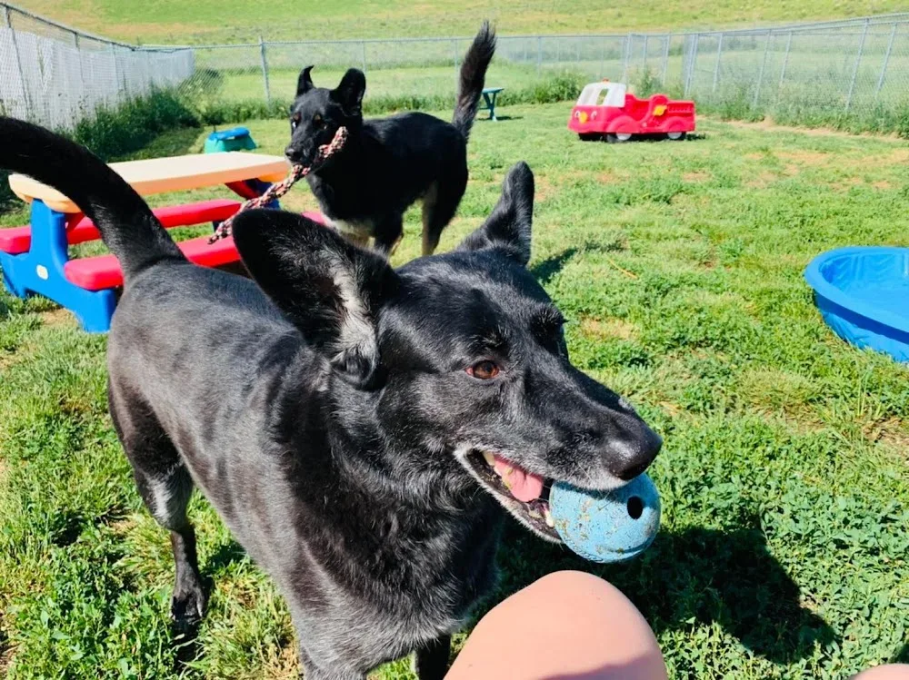 Aunty's Place Pet Boarding - Northwest Territories pet otel