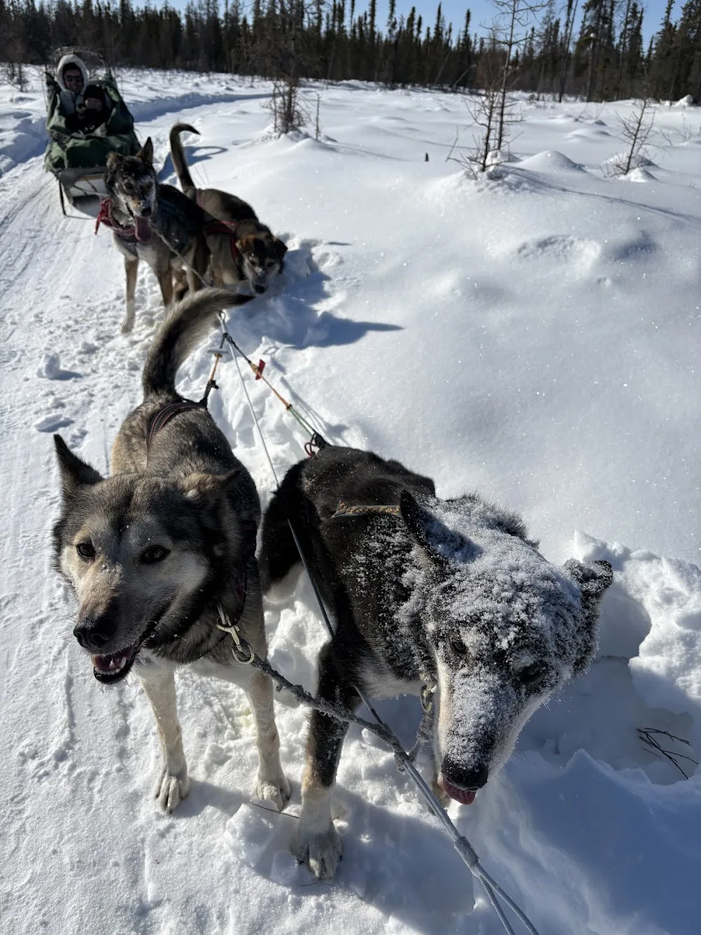 Aurora Station and Enodah Kennel - Northwest Territories pet otel