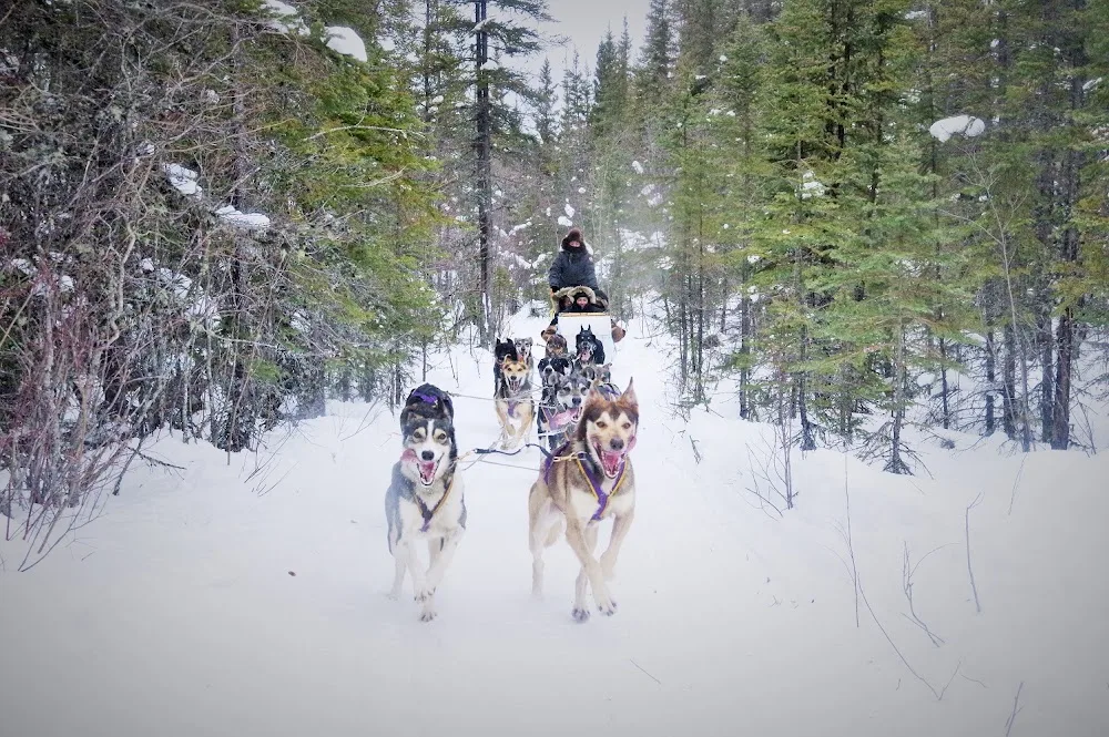Beck's Sled Dog Kennels & Tours - Northwest Territories pet otel