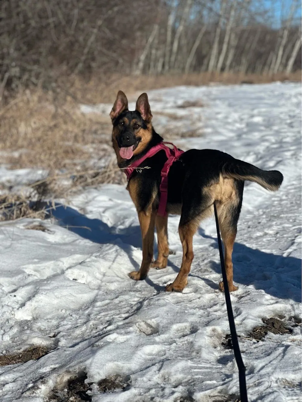 Pawsitive Kennels - Northwest Territories pet otel