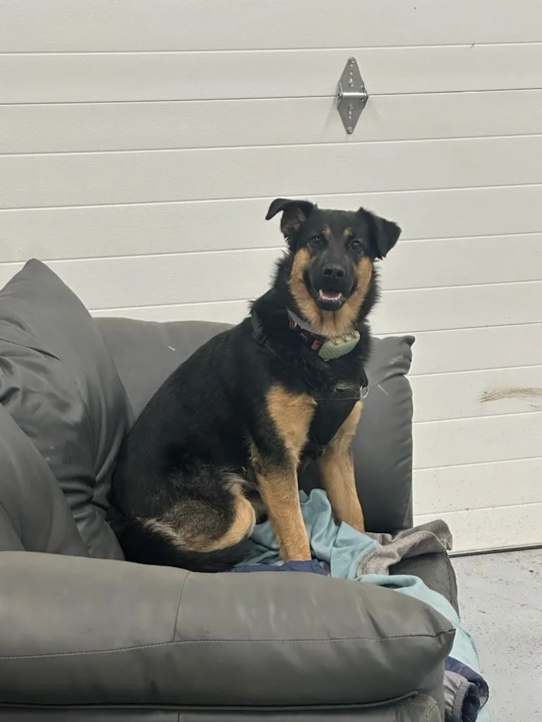Pawsitive Kennels - Northwest Territories pet otel görseli 3