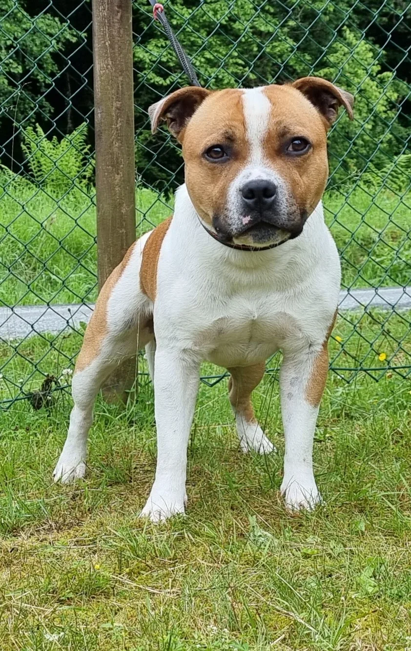 Arctic Sunstaff Kennel. Oppdretter av Staffordshire bull terriere - Norway pet otel