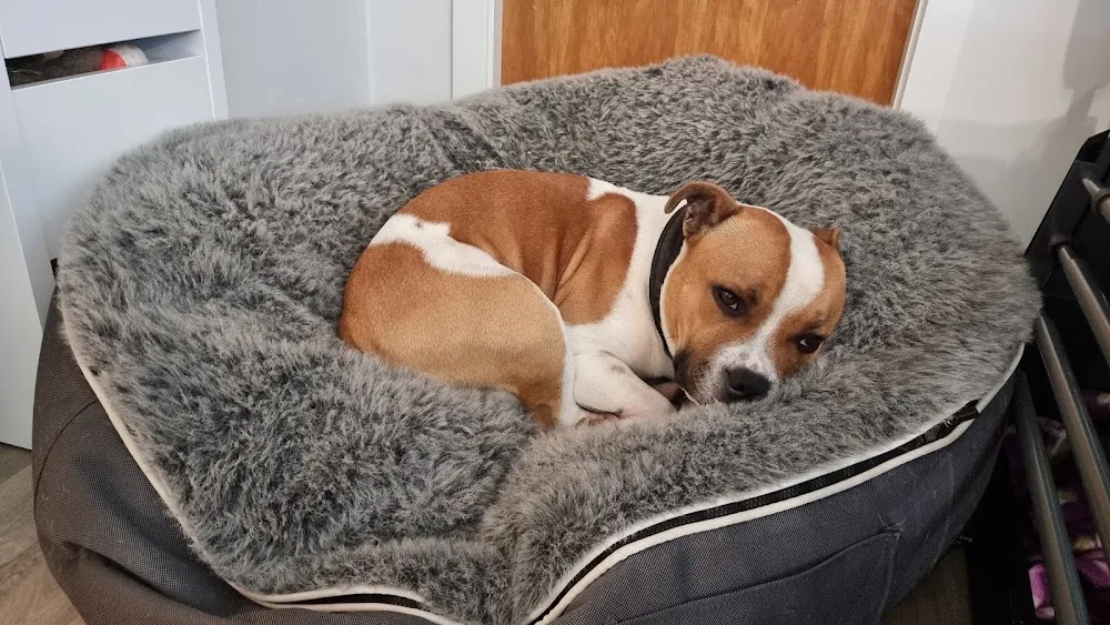 Arctic Sunstaff Kennel. Oppdretter av Staffordshire bull terriere - Norway pet otel görseli 3