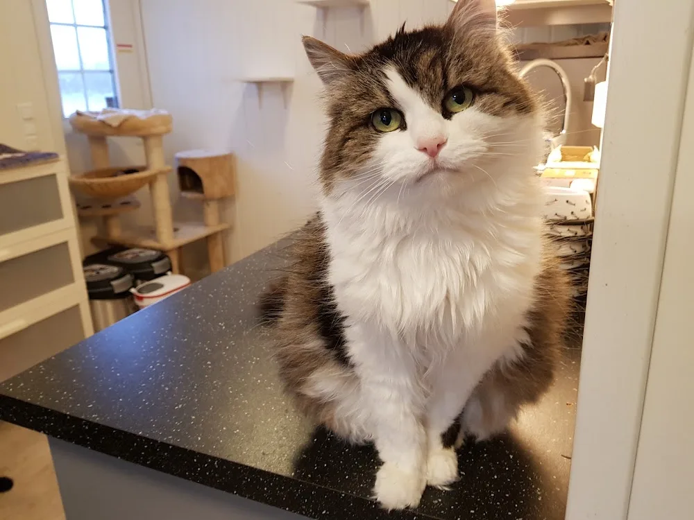 Cat hotel Innherred AS - Norway pet otel görseli 3