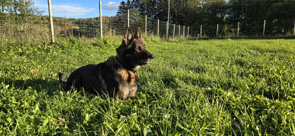 Enga Hundepensjonat - Norway pet otel