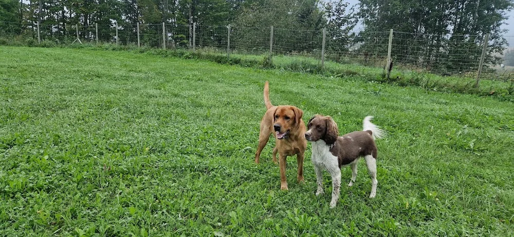 Enga Hundepensjonat - Norway pet otel görseli 3