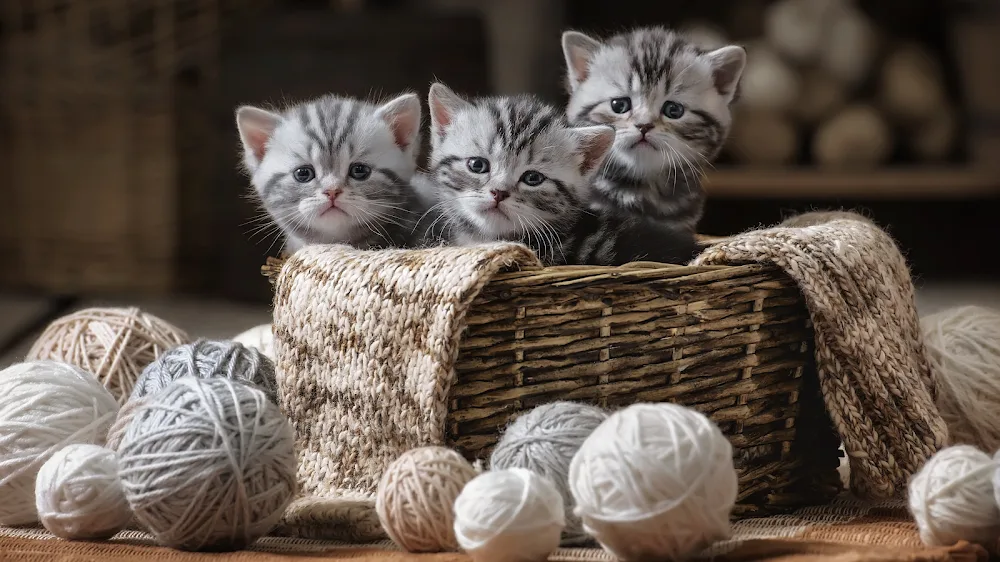 Follo Cattery - Norway pet otel görseli 3