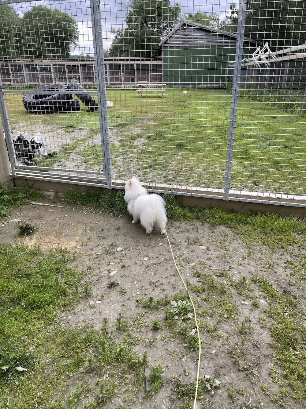 Høgtind kennel og hundehotell - Norway pet otel görseli 2
