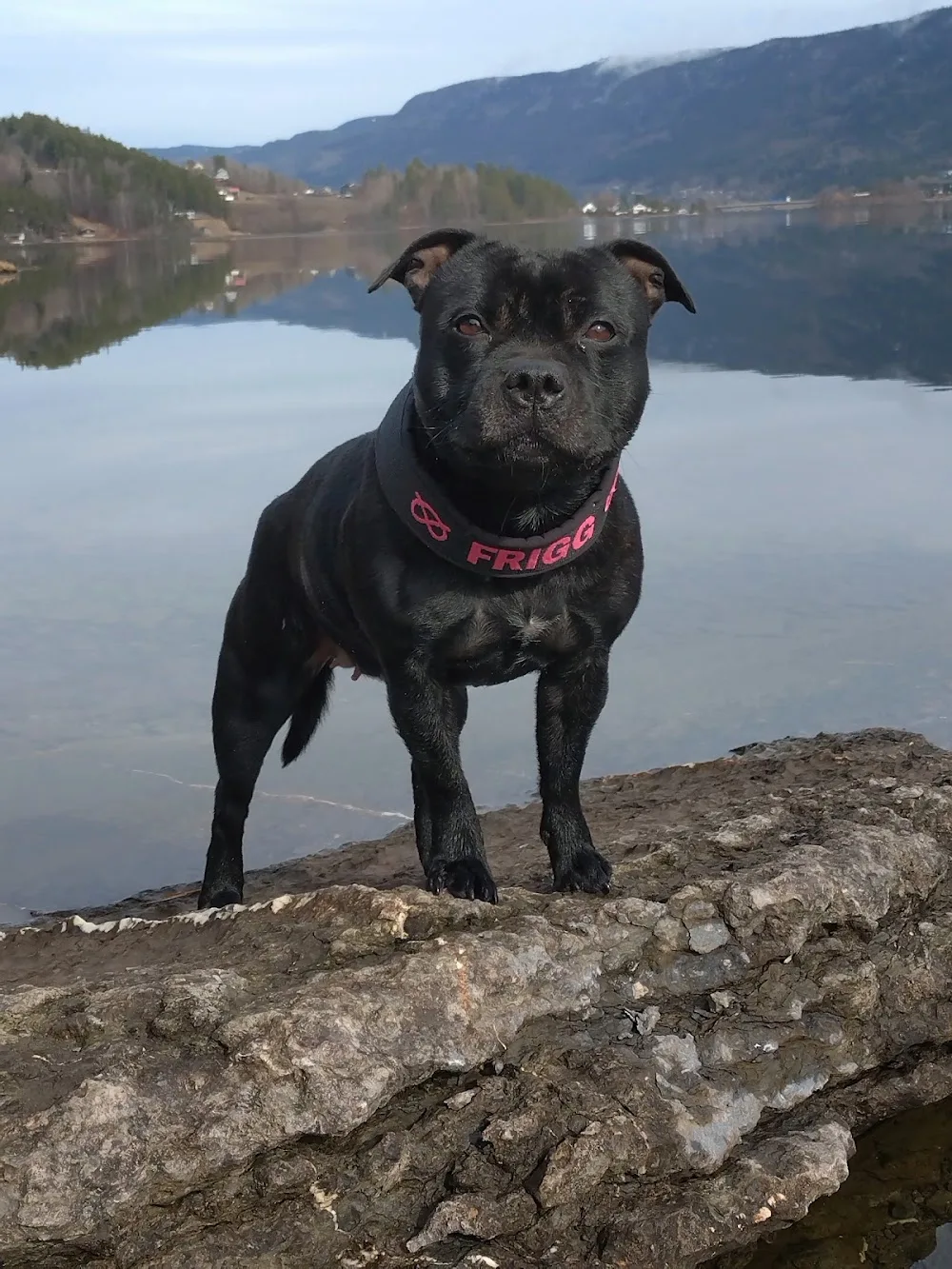 Kennel Astropika - Norway pet otel