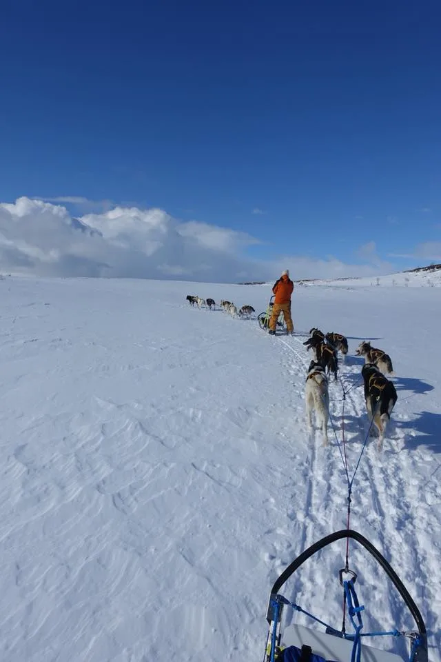 Kennel Dølanvollen Dogsledding Røros - Norway pet otel görseli 2