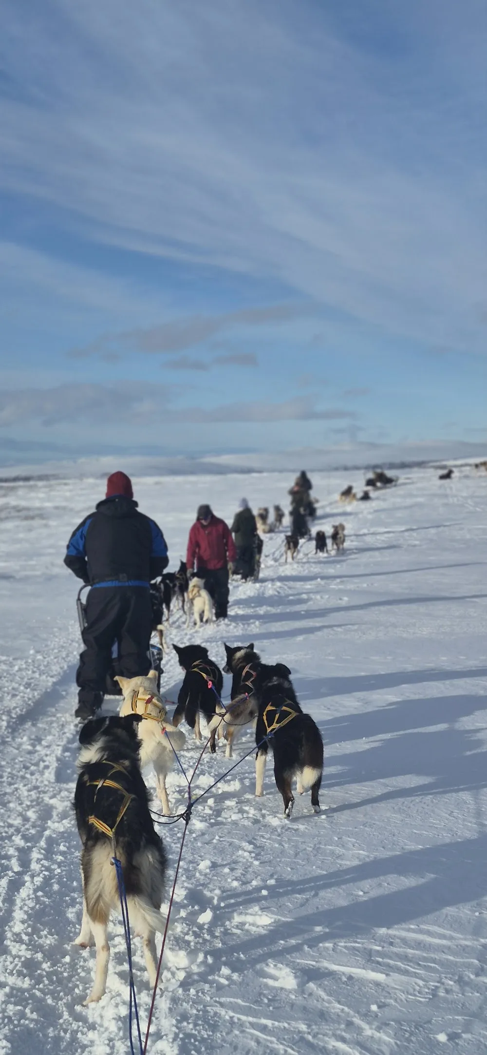 Kennel Dølanvollen Dogsledding Røros - Norway pet otel görseli 3