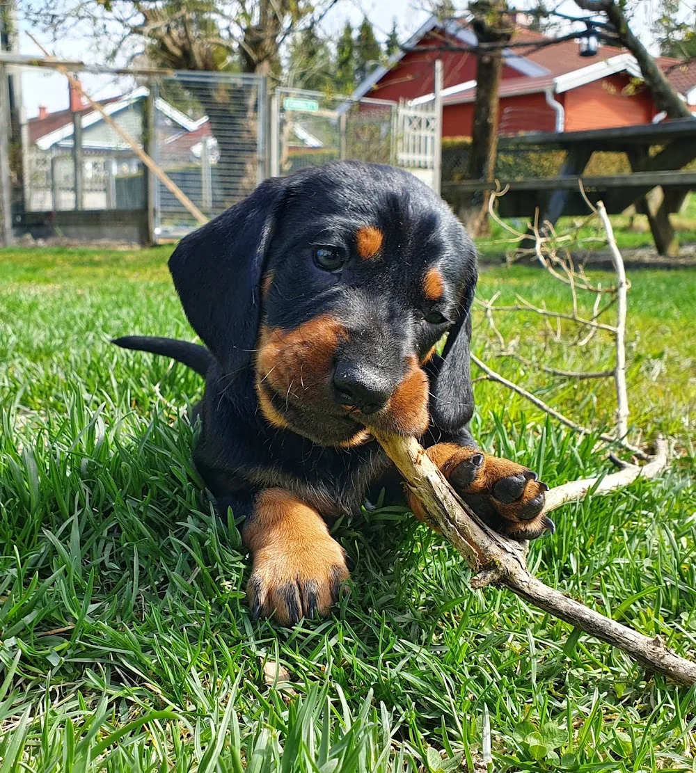 Kennel Kokopelli - Norway pet otel görseli 3