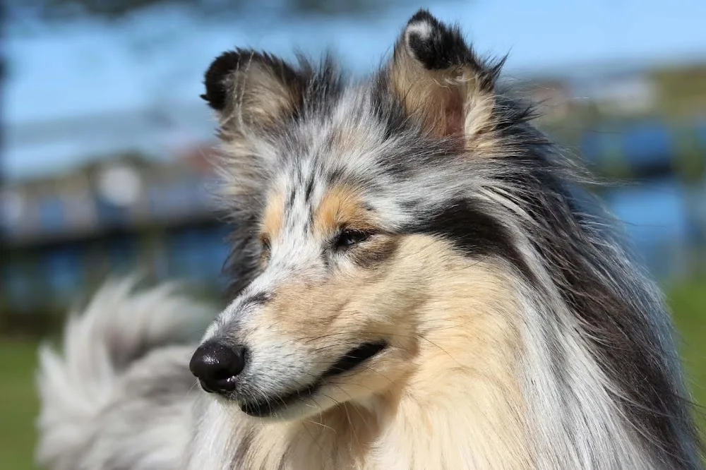 Kennel Luntolin - Norway pet otel görseli 2