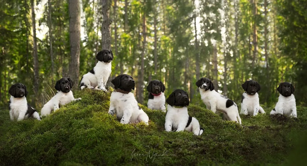 Kennel Malentha - Norway pet otel görseli 2