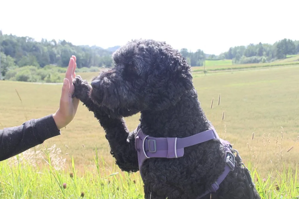 Kennel Pil Hundehotell - Norway pet otel görseli 2