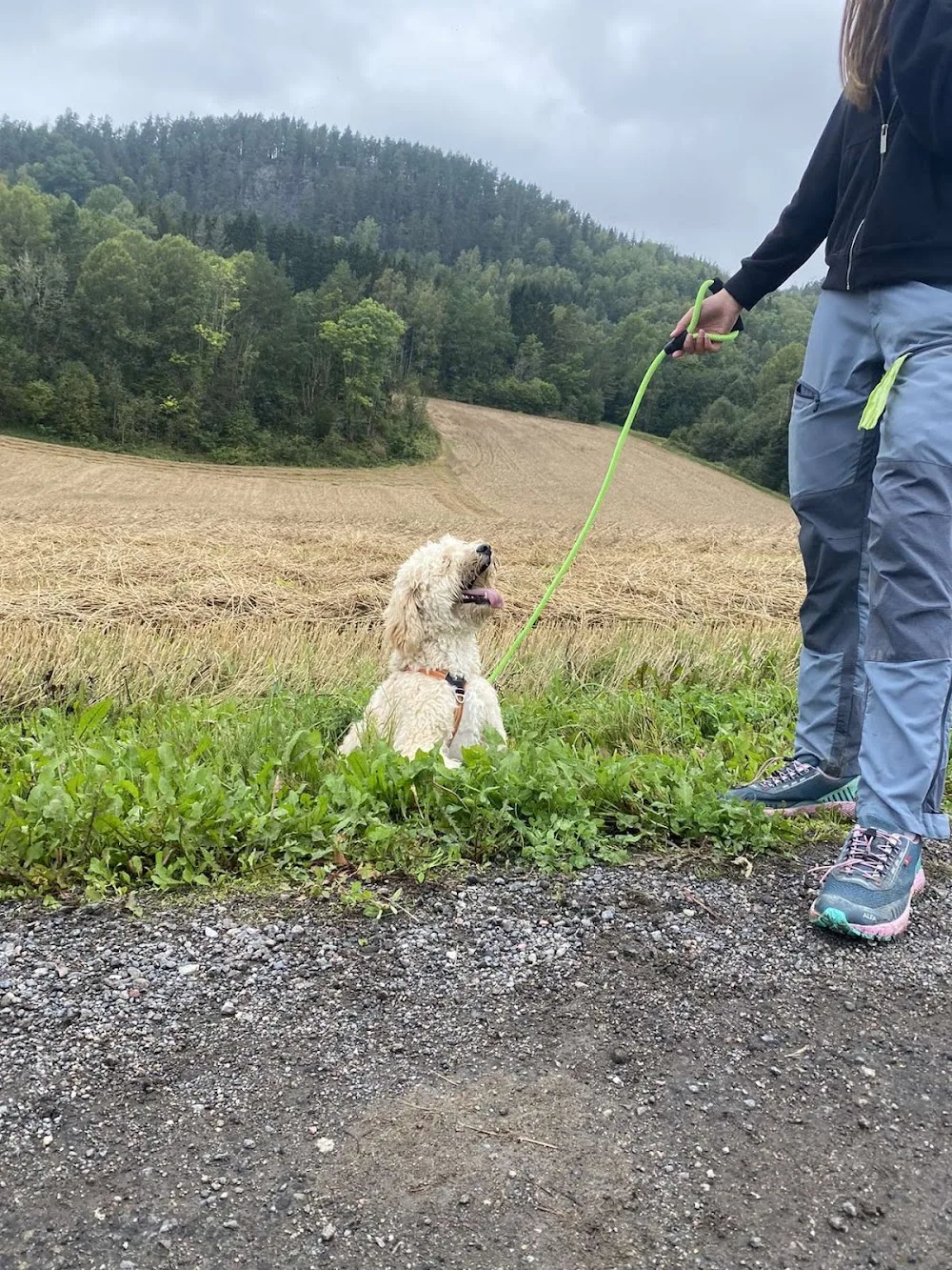 Kennel Pil Hundehotell - Norway pet otel görseli 3