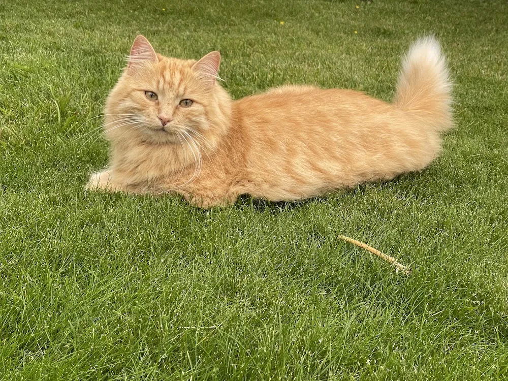 Kosepusen Feriehus Hund Katt Hest & Smådyr Pensjonat - Norway pet otel