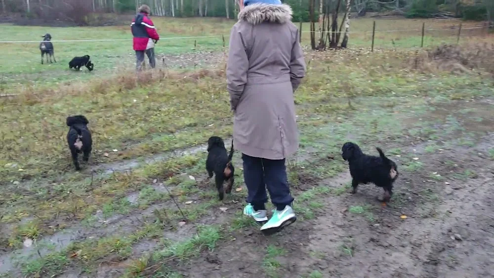 LENE KRONE - Curly.no nettbutikk - Kennel Dream Poodles - Dream Curly Horses & Ponies - Norway pet otel