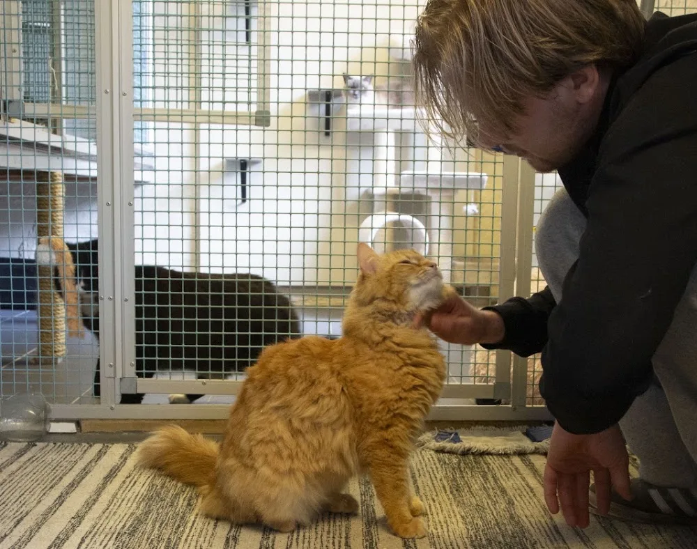 Lønaas Kattepensjonat - Norway pet otel görseli 3