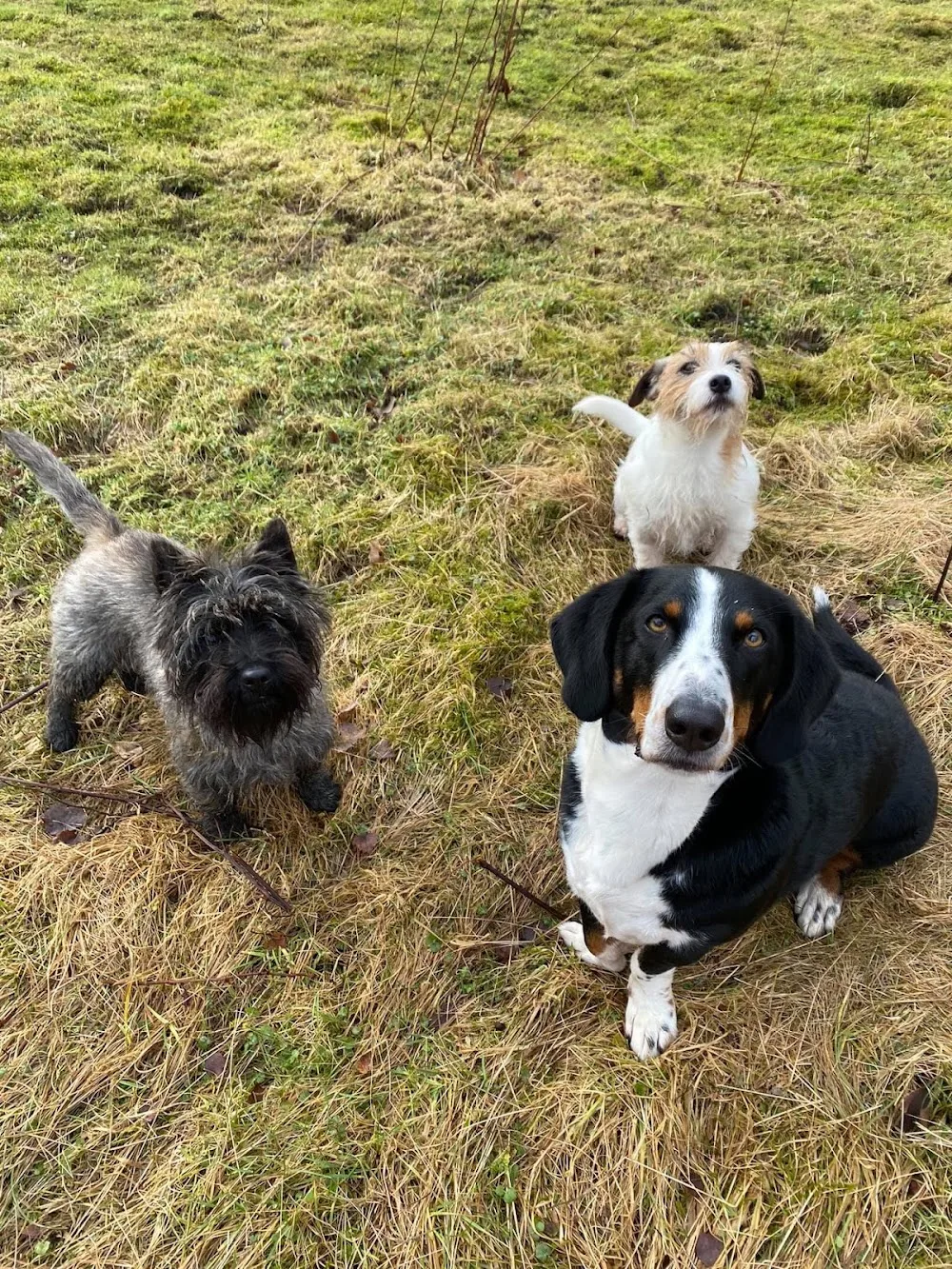 Lykkepoten Hundehotell Sølvi Underhaug Nordtveit - Norway pet otel