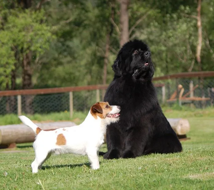 Lykkepoten Hundehotell Sølvi Underhaug Nordtveit - Norway pet otel görseli 3