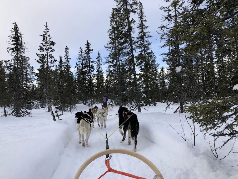 Mountain King's Sledehundkennel - Norway pet otel