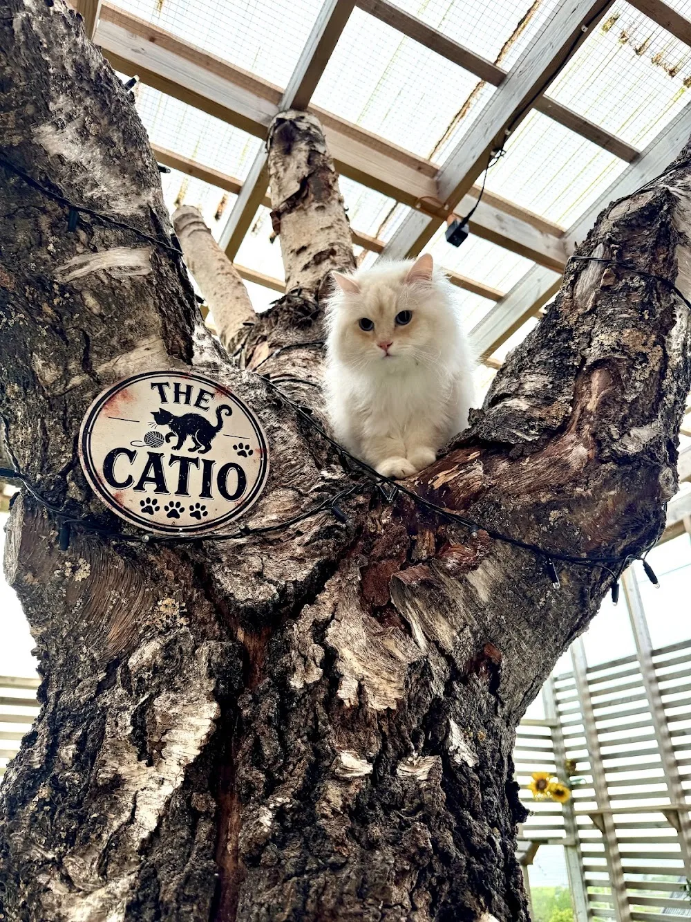 Pusehuset Cat Hotel - Norway pet otel görseli 3